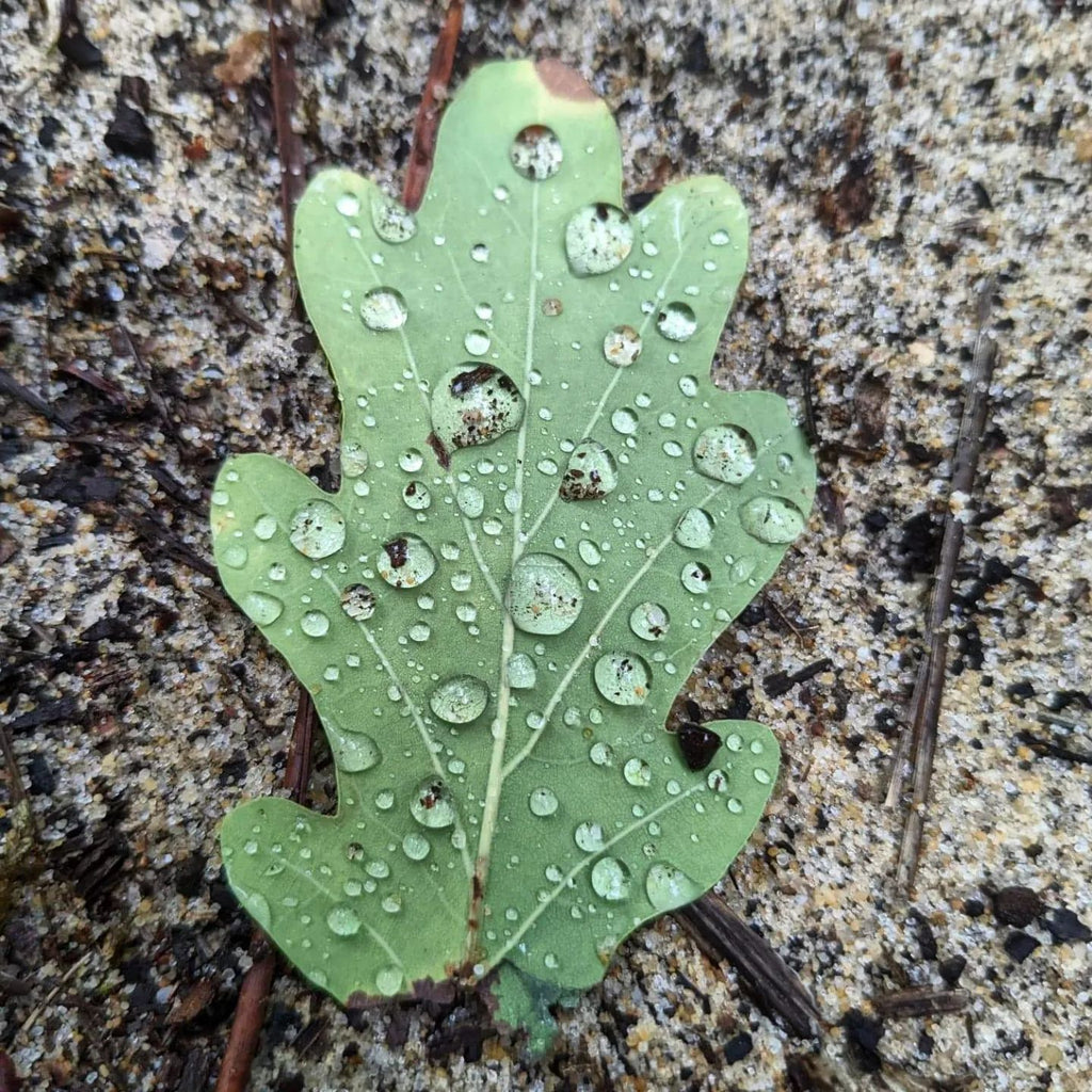Nos ouvertures d'Octobre